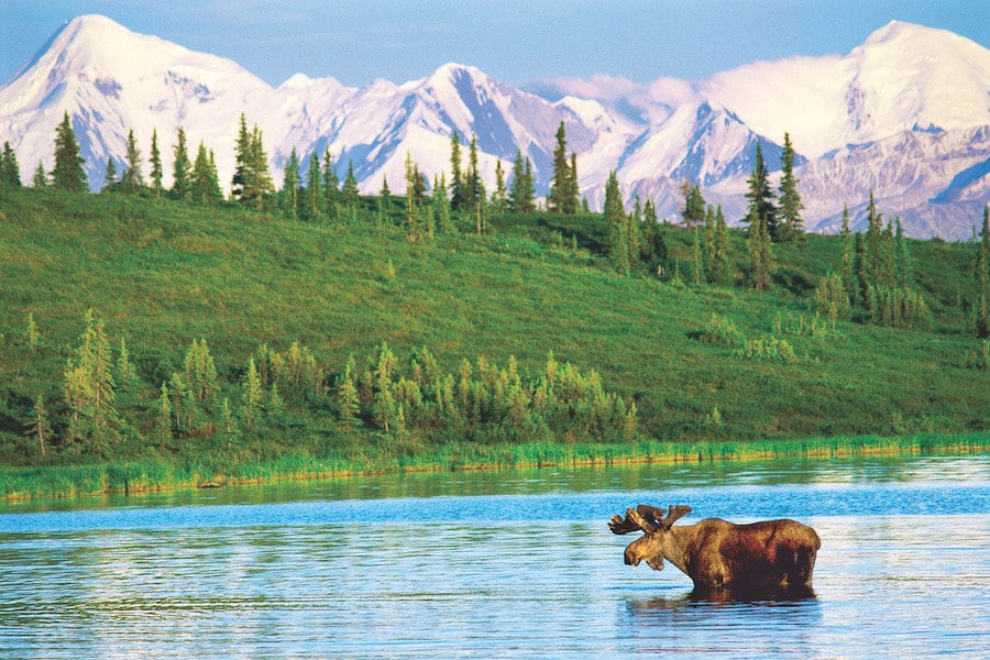 Moose, Wonder Lake, Denali National Park, Alaska, USA