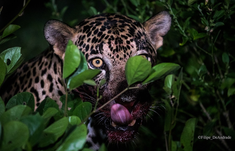 Jaguar in bush