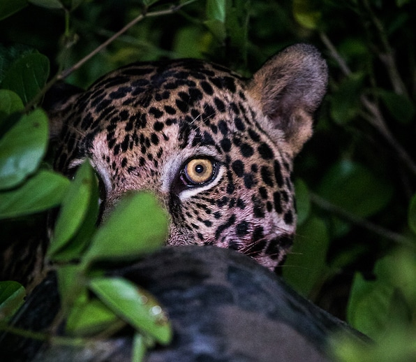 Jaguar peeking