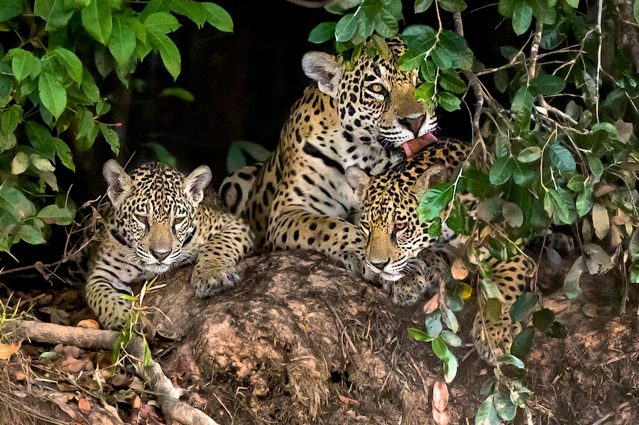 Jaguar family