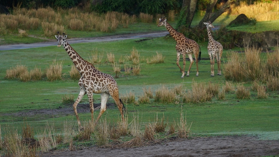 Giraffes walk on the savannah at Disney's Animal Kingdom