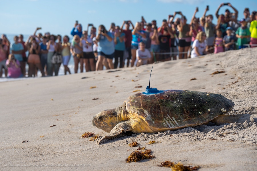 A Sea turtle with a transmitter is released for Tour de Turtles