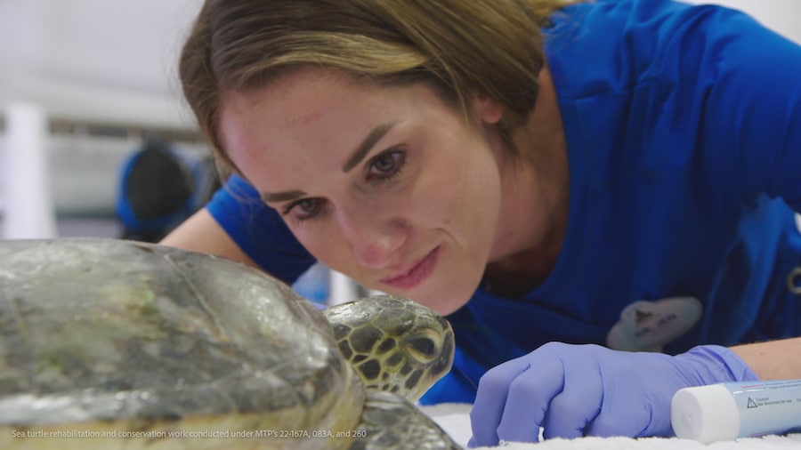 Dr. Jen examines a rescued Green Sea Turtle