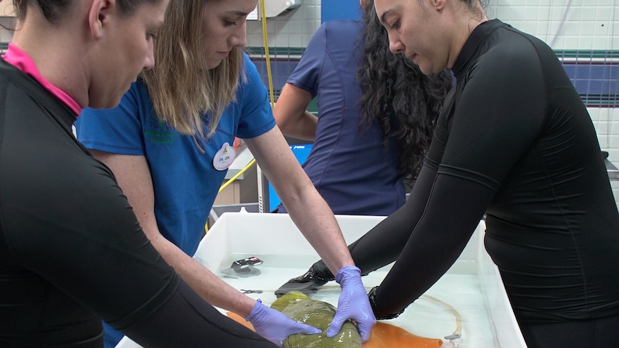Sigsbee the anemic green moray eel gets a health check