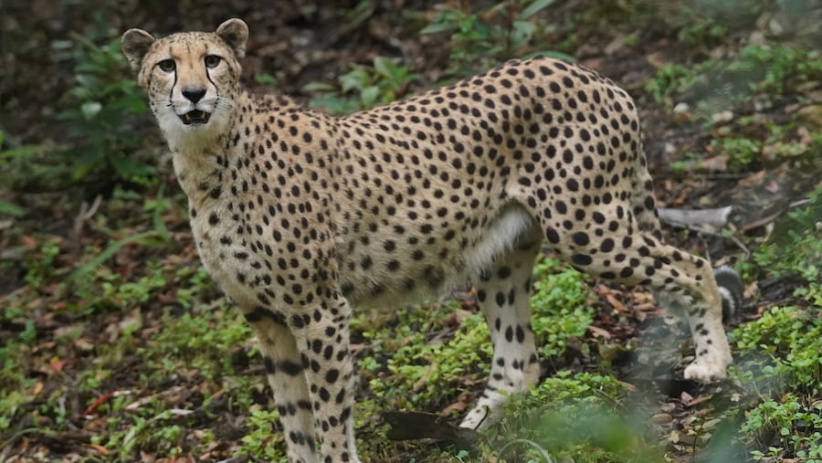 A cheetah roams its habitat in Disney's Animal Kingdom