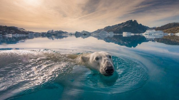 Polar Bear, Credit: Andy Mann