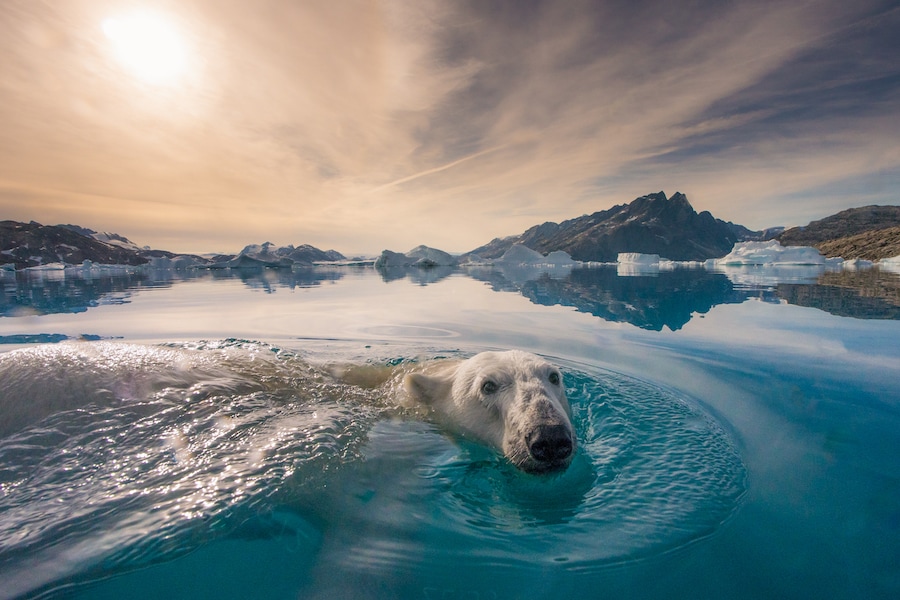 A Polar Bear in water