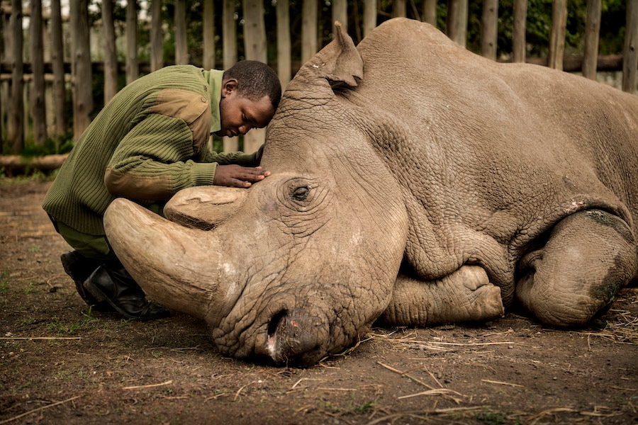 Joseph Wachira comforts Sudan, the last living northern white rhino