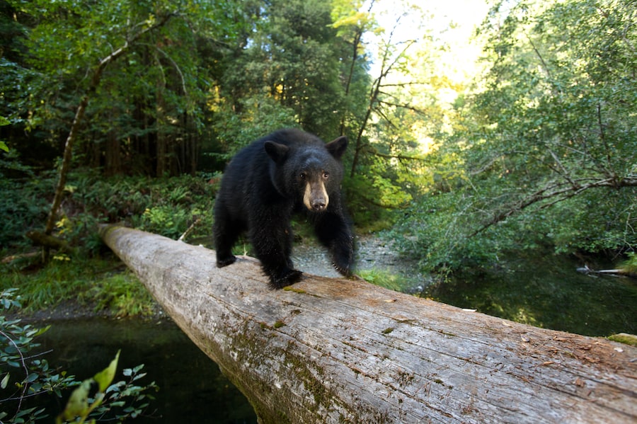 A bear on a log