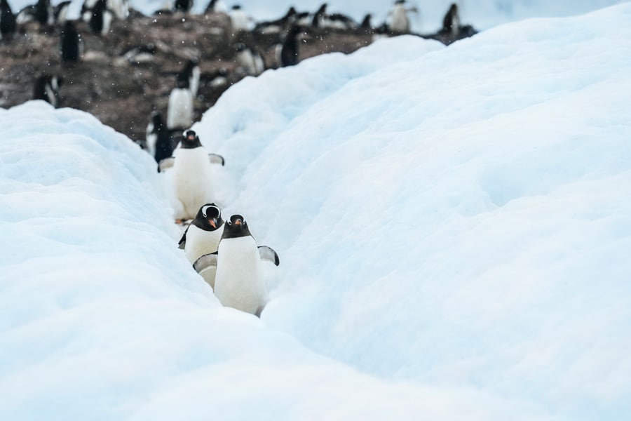Penguins walking through snow