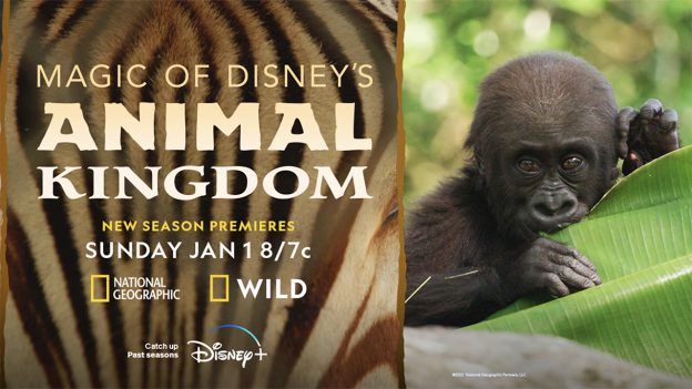 Magic of Disney's Animal Kingdom' Returns Jan. 1 | Disney Parks Blog