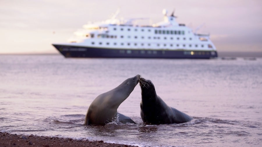 Sea lions in front of the National Geographic Endeavour II