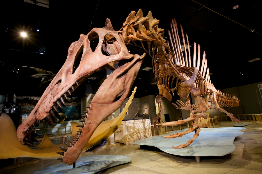 Spinosaurus exhibit at National Geographic's Explorer's Hall