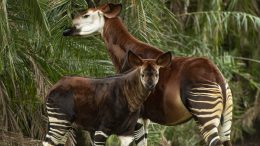 Beni the Okapi on the Savanna at Disney’s Animal Kingdom Lodge