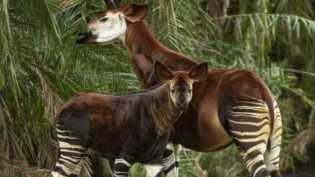 Beni the Okapi Makes First Appearance on Disney's Animal Kingdom Lodge  Savanna | Disney Parks Blog