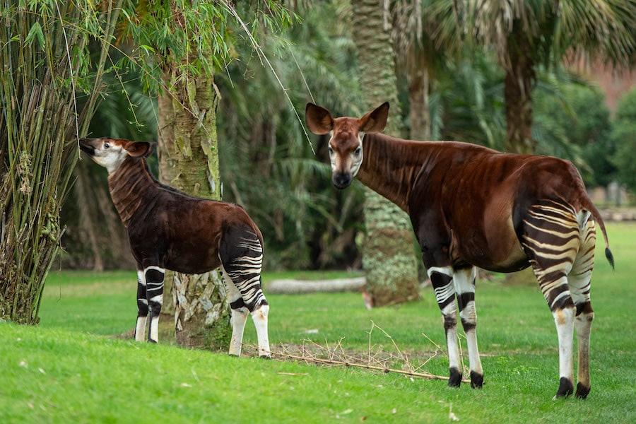 Beni the Okapi Makes First Appearance on Disney's Animal Kingdom Lodge  Savanna | Disney Parks Blog