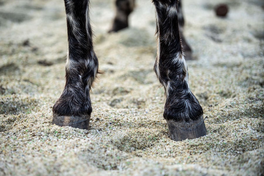 Horse standing on glass that has been turned into sand-like material
