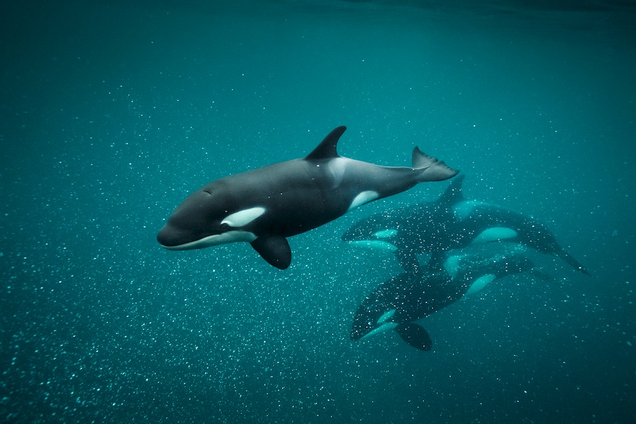 Orca underwater in the Norwegian Arctic