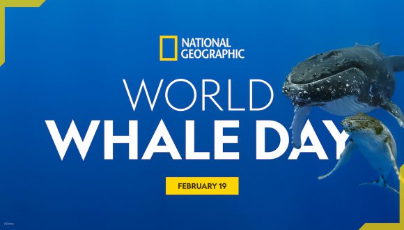 National Geographic Explorer Shares Whale Tales & Photography Tips in Honor of World Whale Day