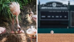 Lesser flamingo and baseball at ESPN Wide World of Sports