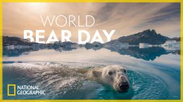 Celebrate World Bear Day with National Geographic
