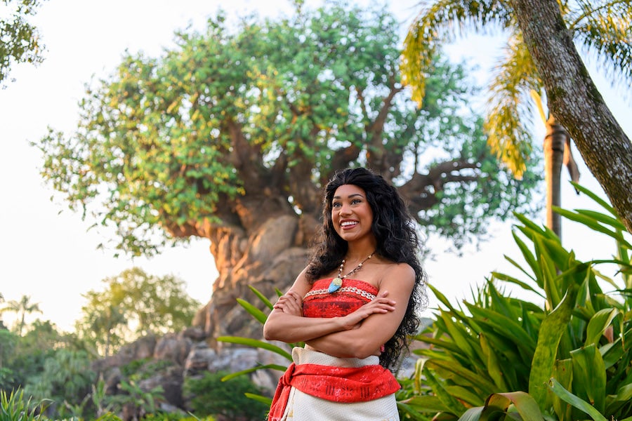 Just in time for the 25th Anniversary of Disney’s Animal Kingdom Theme Park, Moana will greet fellow voyagers on Discovery Island for the first time, starting April 22.