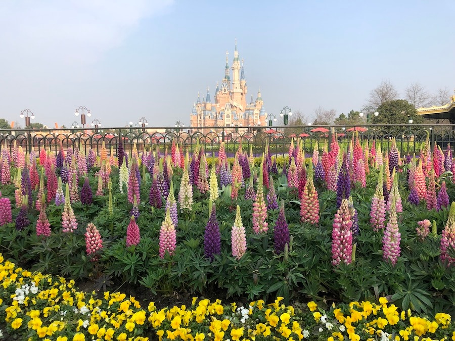 Springtime flowers at Shanghai Disney Resort