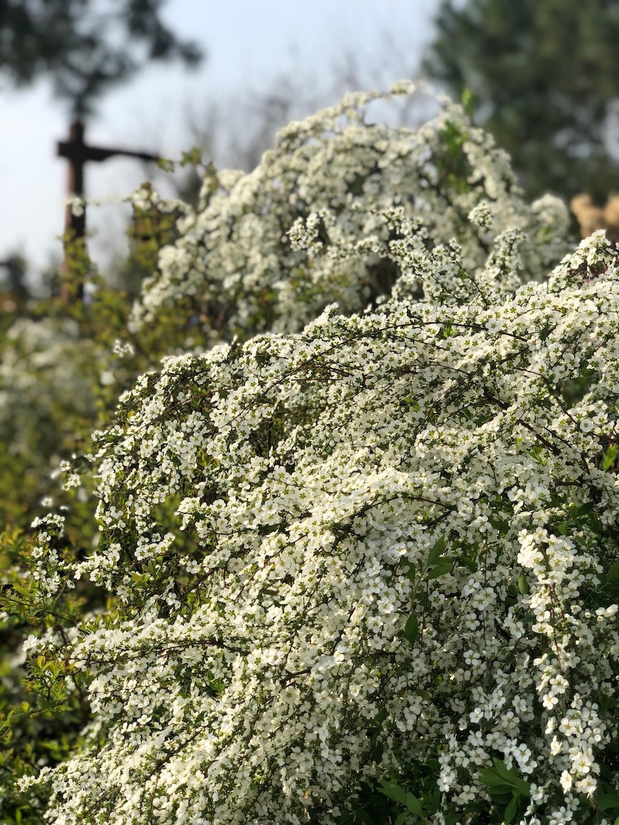 Springtime flowers at Shanghai Disney Resort