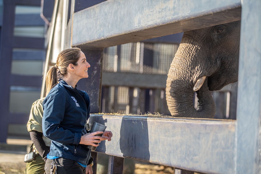Disney veterinarian Dr. Natalie with an elephant