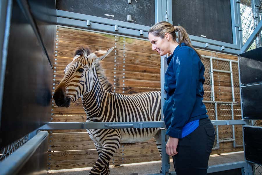 Disney veterinarian Dr. Natalie with a zebra 