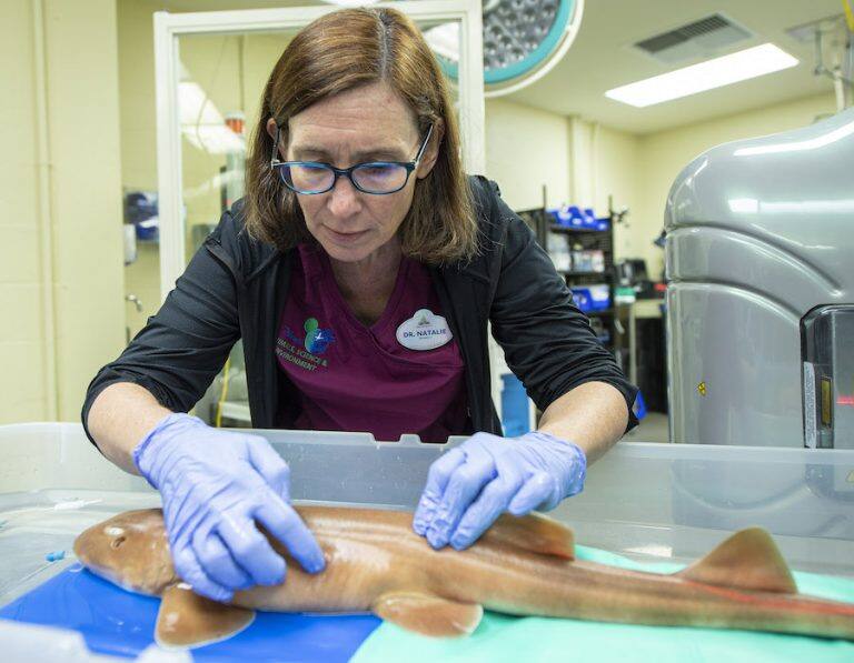 Disneys Female Veterinarians Take Lead Role Caring For Creatures Great