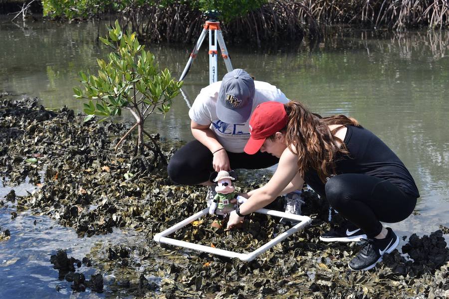 UCF efforts have added more than 17 million oysters to the Indian River Lagoon on the east coast of Central Florida. (Credit: Linda Walters)