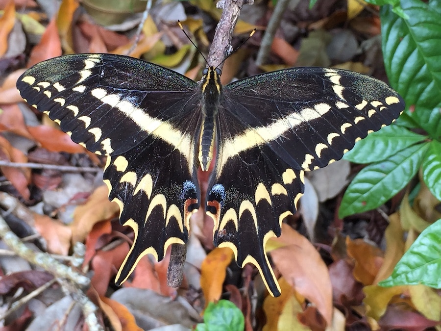 UF is developing tailored conservation strategies to help reverse the decline and aid the recovery of more than 42 at-risk butterfly species in Florida and California. (Credit: Jaret Daniels)