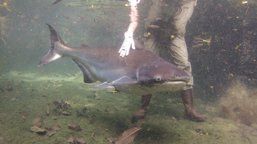 Paroon Shark Catfish, 5 “Secret” Animals at Disney’s Animal Kingdom