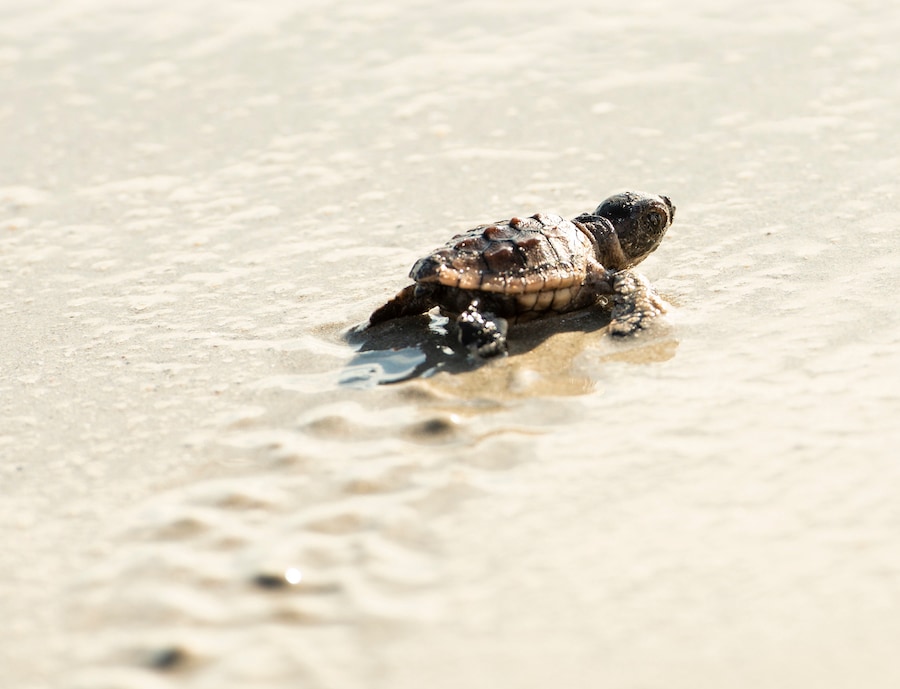 Sea Turtle Conservation at Disney’s Vero Beach Resort