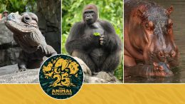 First Animals of Disney’s Animal Kingdom Who’ve Inspired Guests for 25 Years