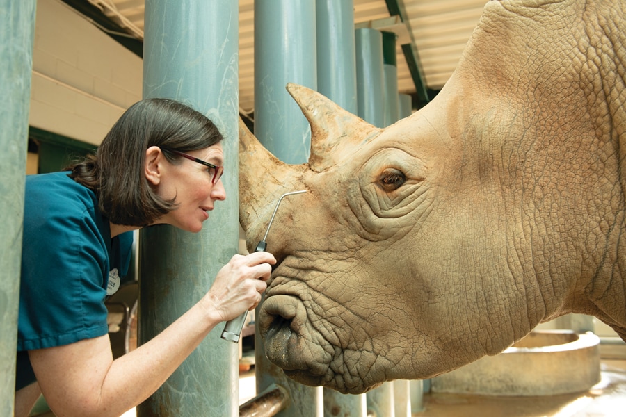 Disney veterinarian at Disney's Animal Kingdom caring for White Rhino