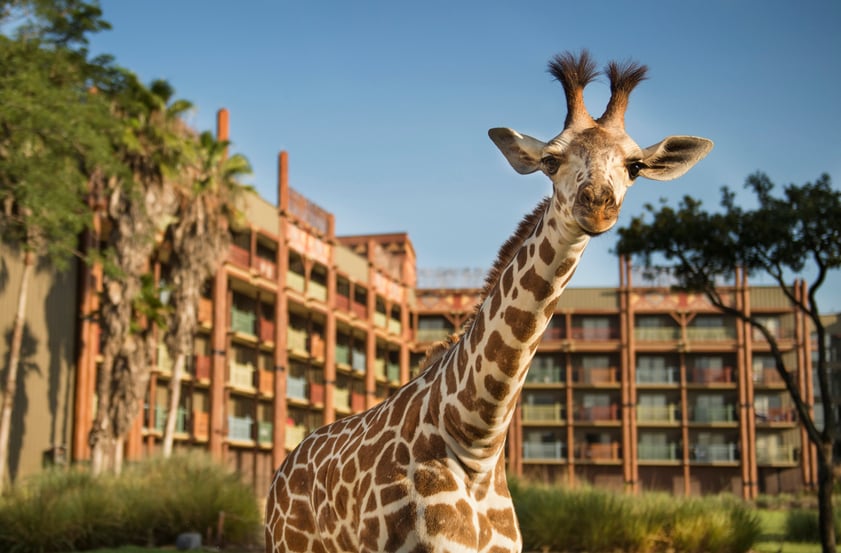 Disney's Animal Kingdom Lodge dans le Walt Disney World Resort - girafe à l'hôtel sur la photo