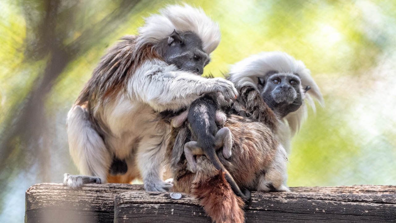 Rare Twin Cotton-Top Tamarin Baby Monkeys Born at Disneys Animal Kingdom |  Disney Parks Blog