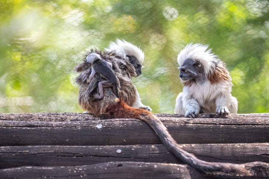 Cotton-Top Tamarin Monkeys at Disney’s Animal Kingdom