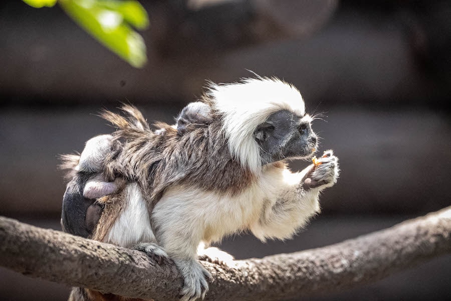 Cotton-Top Tamarin Monkeys at Disney’s Animal Kingdom