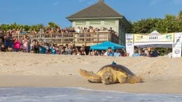 16th Annual Tour de Turtles at Disney’s Vero Beach Resort