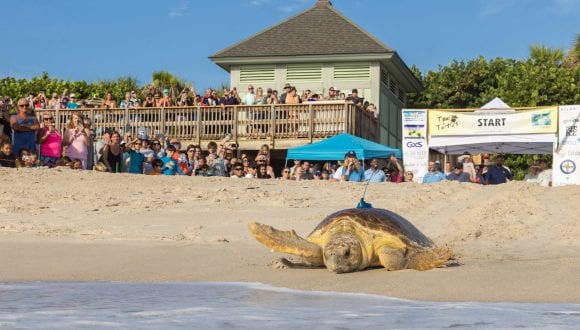 16th Annual Tour de Turtles at Disney’s Vero Beach Resort