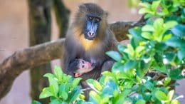 Mother and baby Mandrill monkey at Disney's Animal Kingdom