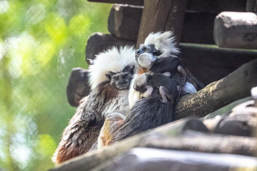 Cotton-top tamarin twins on Discovery Island