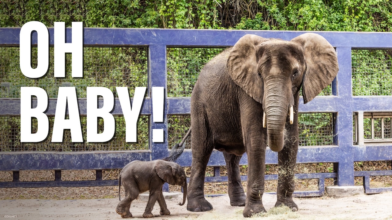 Disney's Animal Kingdom Welcomes New Baby Elephant
