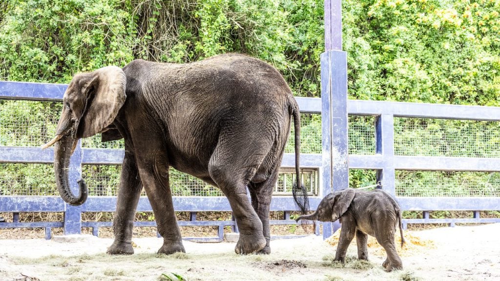 Disney’s Animal Kingdom Welcomes New Baby Elephant Corra
