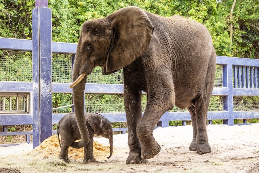 African elephant mom Nadirah with her new calf Corra, born at Disney's Animal Kingdom at Walt Disney World Resort