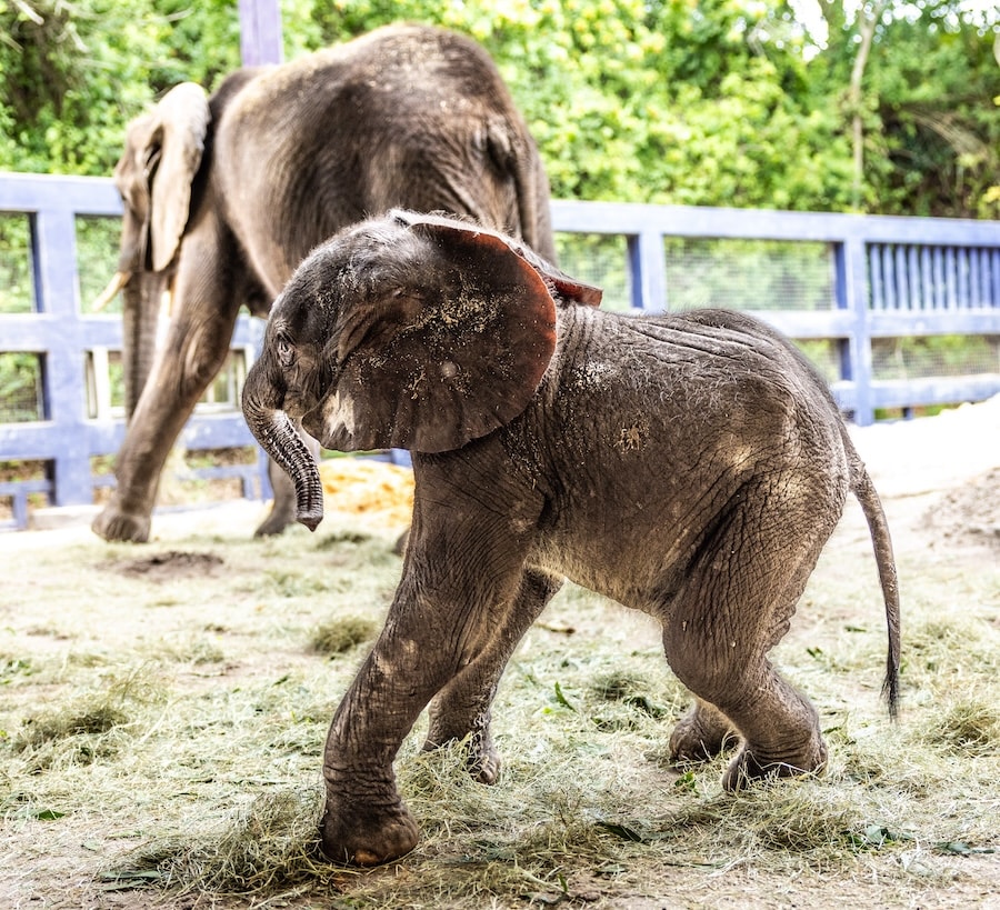African elephant calf Corra born at Disney's Animal Kingdom at Walt Disney World Resort