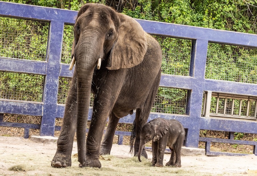 African elephant mom Nadirah with her new calf Corra, born at Disney's Animal Kingdom at Walt Disney World Resort